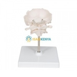 Human Lumbar Anatomy Models