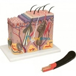 Anatomy Human Skin