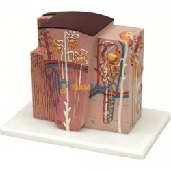 Urinary System