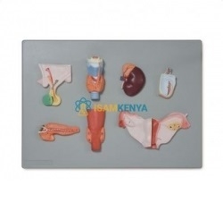 Human Endocrine System Model