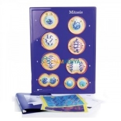 Cell Slides