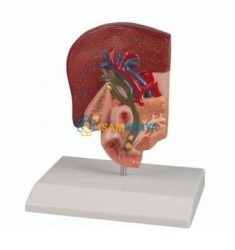 Anatomy Digestive System