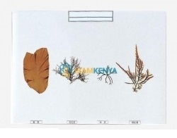Imbedding Specimen