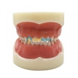 Human Teeth Anatomy Models