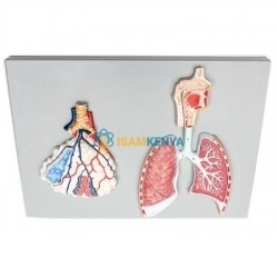 Respiratory System