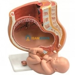 Anatomy Reproductive System