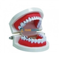 Anatomy Human Tooth
