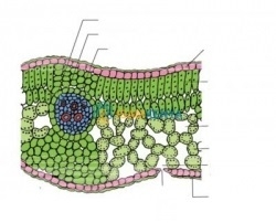 Botany Models