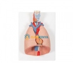 Human System Model