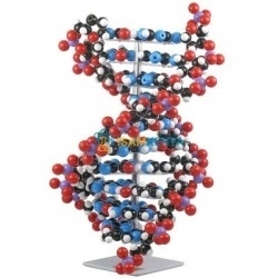 Molecular Model