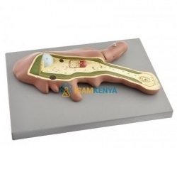 Zoology Models