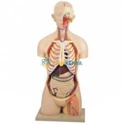 Human Biology