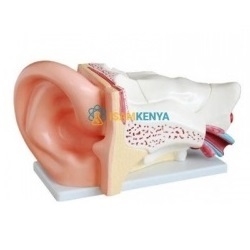 Ear Model