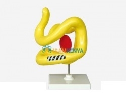 DNA Model Virus Model
