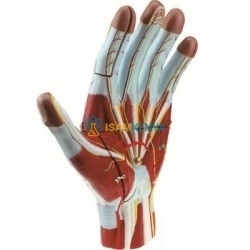 Anatomy Four Limbs