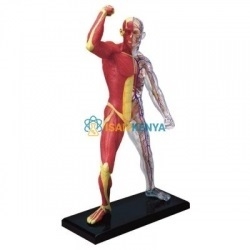 Advanced Anatomy Model