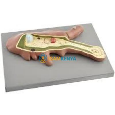 Amoeba Model