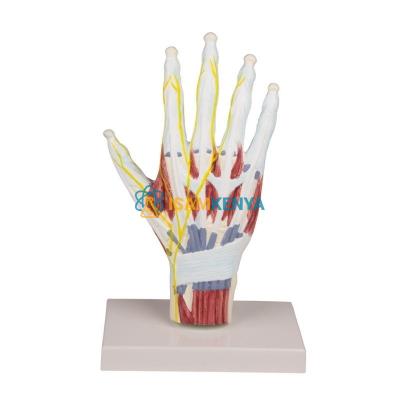Anat Model of Palm