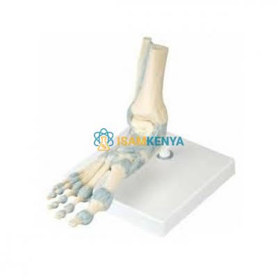 Anatomy of the Foot Model