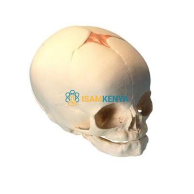 Baby Skull Model
