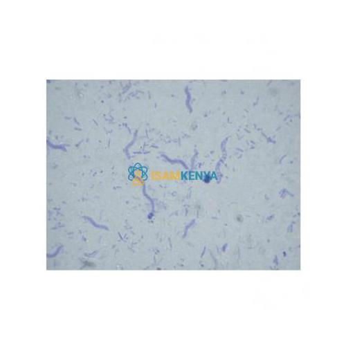 Bacteria slide Set of 12