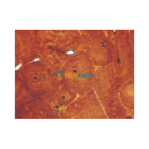 Basic Histology Slide Set of 25