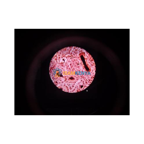 Basic Human Histology Microslide