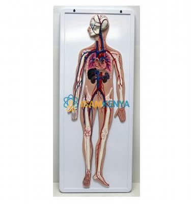 Blood Circulation System