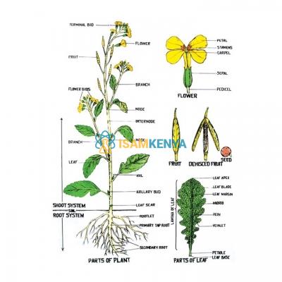Botany Charts