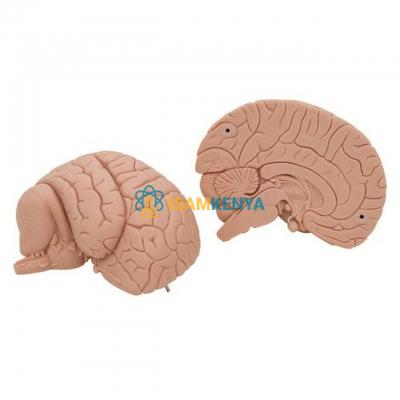Brain, 2 Parts Economy Model