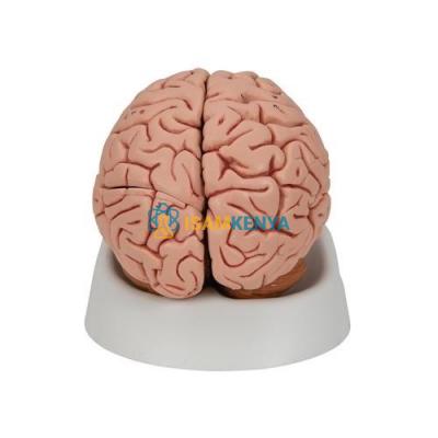 Brain Model, Life Size