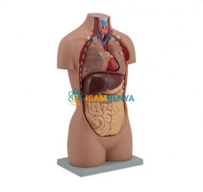 Budget Sexless Torso Model