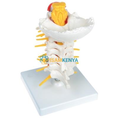 Cervical Spinal Column Model