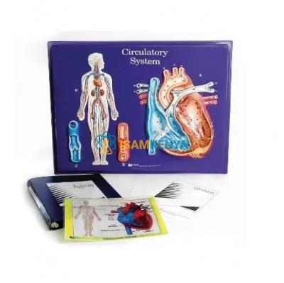 Circulatory System Model Activity Set
