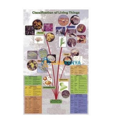 classification of living things meaning in urdu