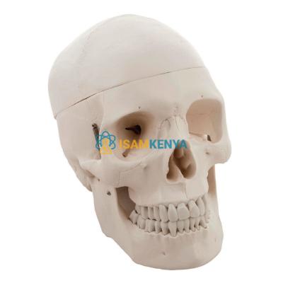 Coloured Skull Model 3 Parts