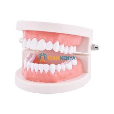 Deciduous Teeth Model