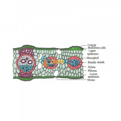 Dicot Leaf TS Model