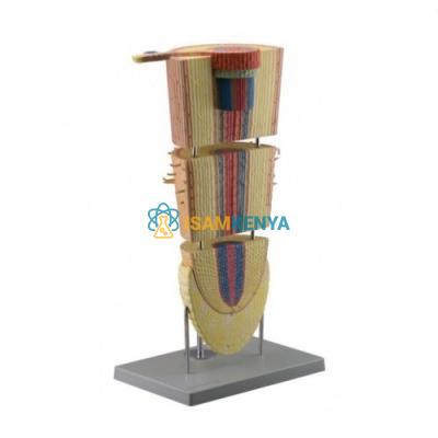 Dicot Root Tip Model