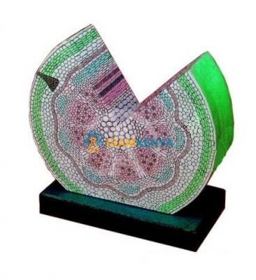 Dicot Stem Herbaceous Model