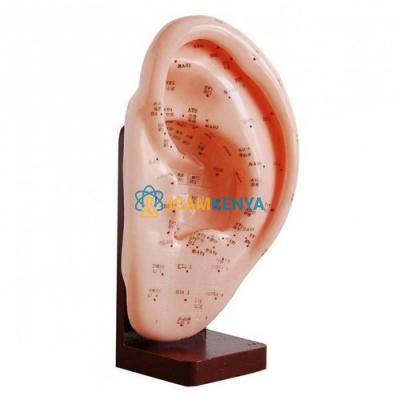Ear Acupuncture Model