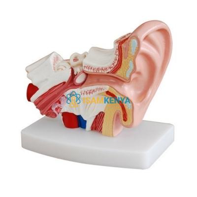 Ear Model Economy