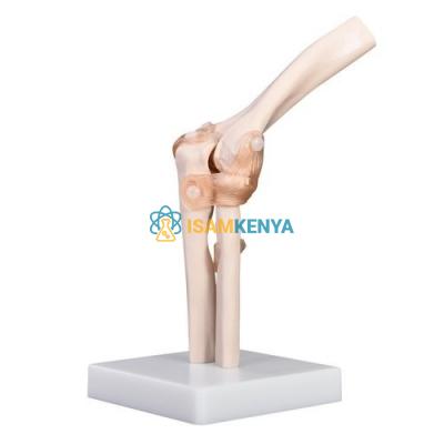 Elbow Joint Models