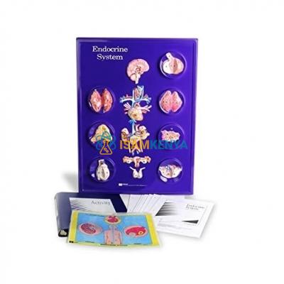 Endocrine System Model Activity Set