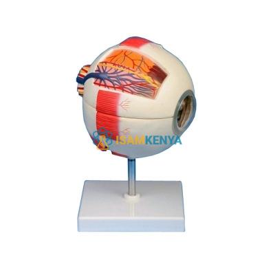 Eye Model, 6 Parts