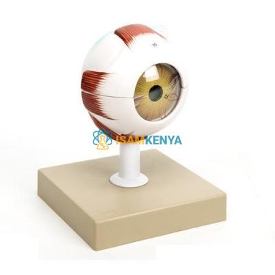 Eye Model
