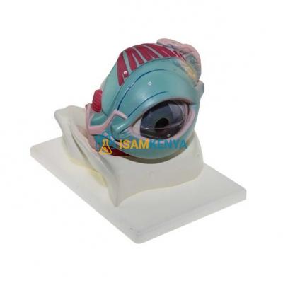 Eye in Orbit