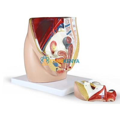 Female Pelvis Model 3 Parts