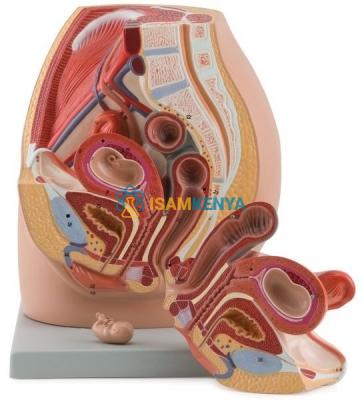 Female Pelvis with 8-Week Embryo Model