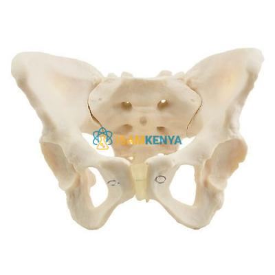 Female Skeletal Pelvis Model